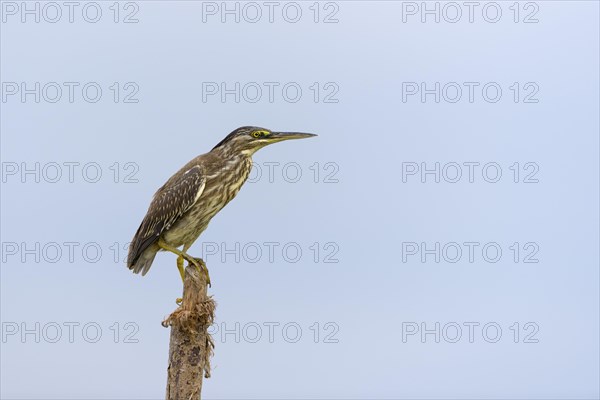 Striated heron