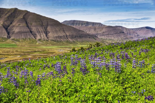 Blue flowering nootka lupins