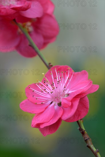 Japanese Ornamental Peach