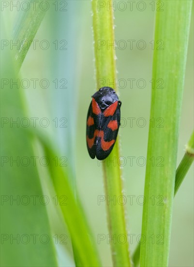 Red-and-black froghopper