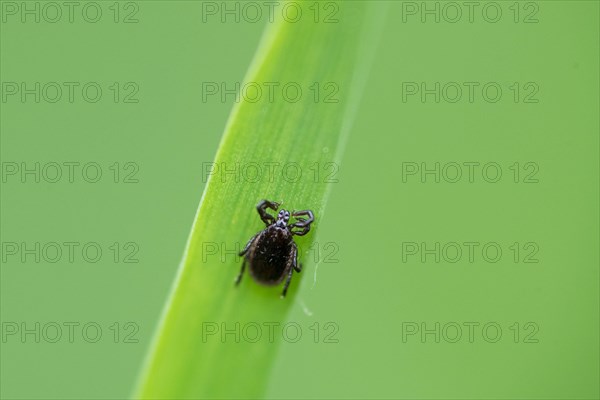 Castor bean tick