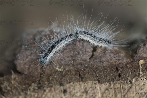 Oak processionary moth