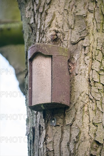 Treecreeper