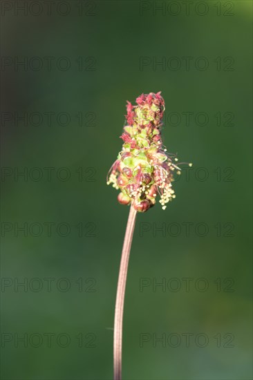 Salad burnet