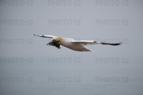 Northern gannet