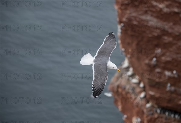 Lesser black-backed gull