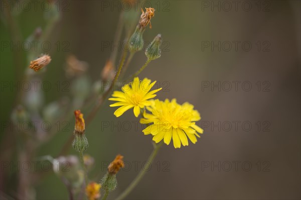 Smooth hawksbeard