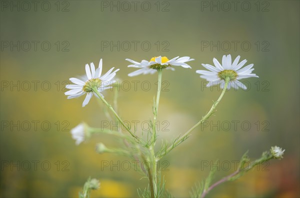 Scentless mayweed