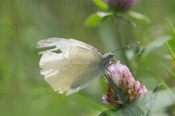 Small white