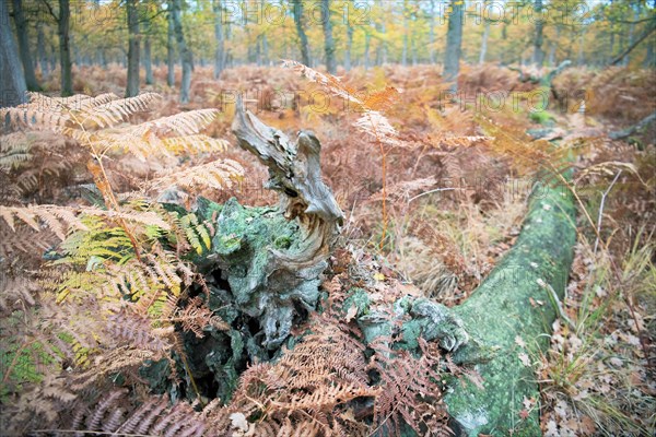 Deadwood structure in Diesfordter Wald