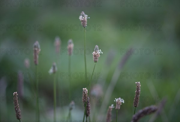 Ribwort plantain