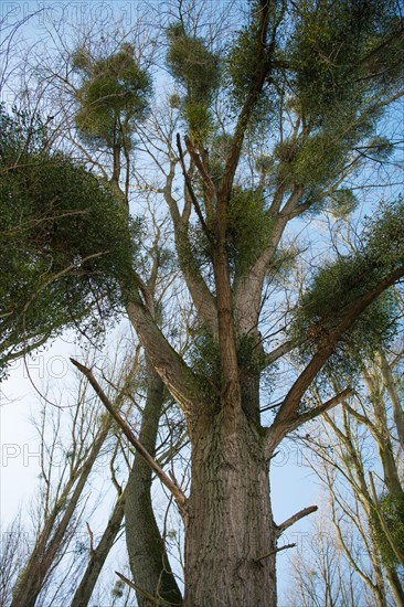 European mistletoe