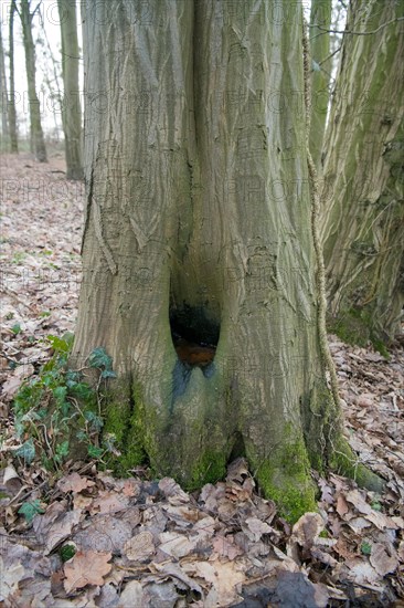 Water pot in old tree