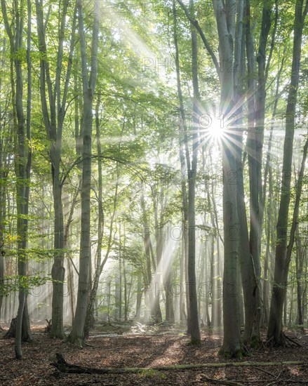 Light-flooded natural old beech forest with deadwood