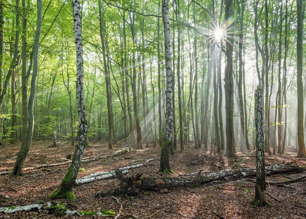 Light-flooded natural forest of beech and birch trees with deadwood