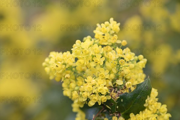 Oregon-grape