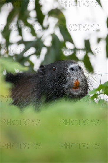 Nutria