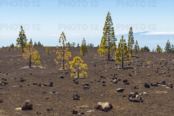 Volcanic landscape with pine trees