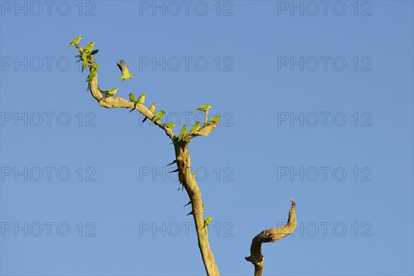 Monk parakeets