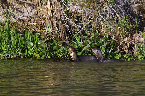 Three giant otter