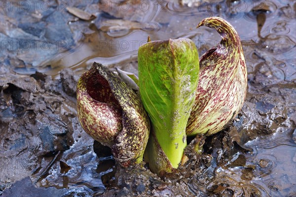 Eastern skunk cabbage