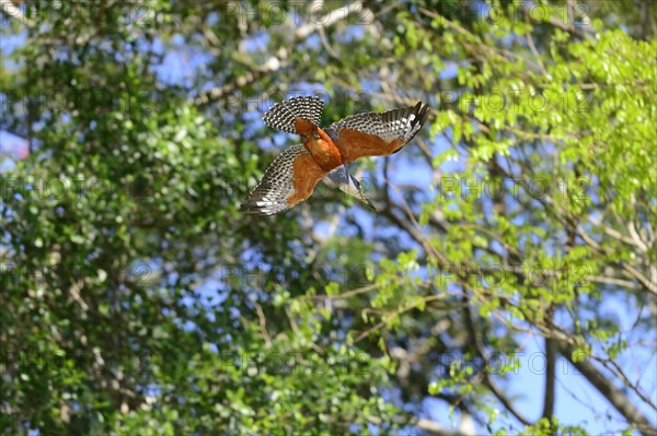 Ringed kingfisher