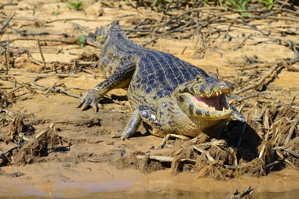 Resting yacare caiman