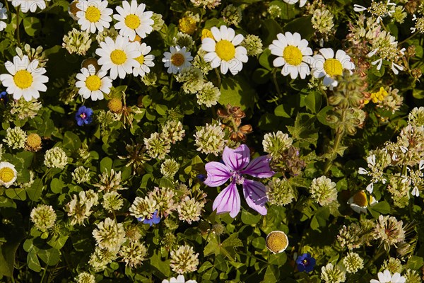 Spring in Crete