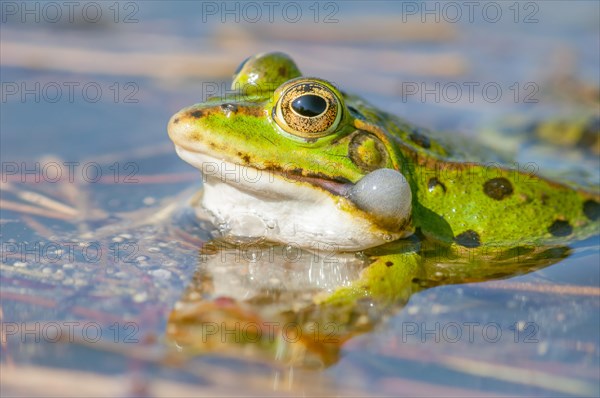 Marsh frog