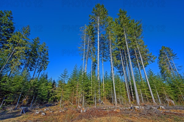 Typical pole forest