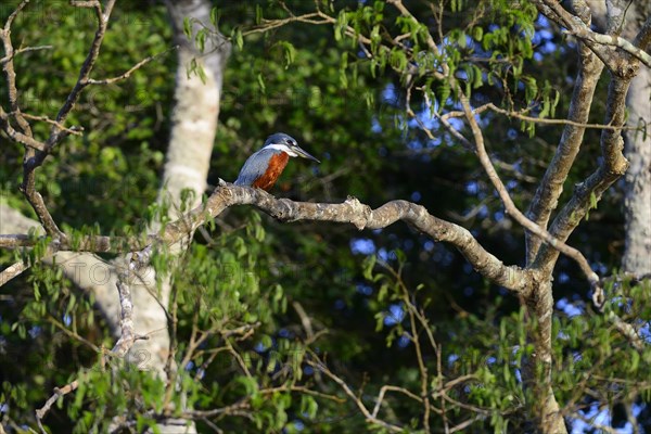 Ringed kingfisher