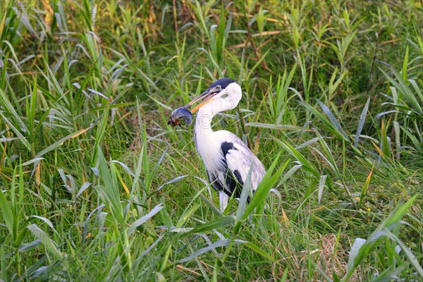 Cocoi heron