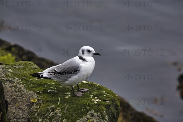 Single kittiwake