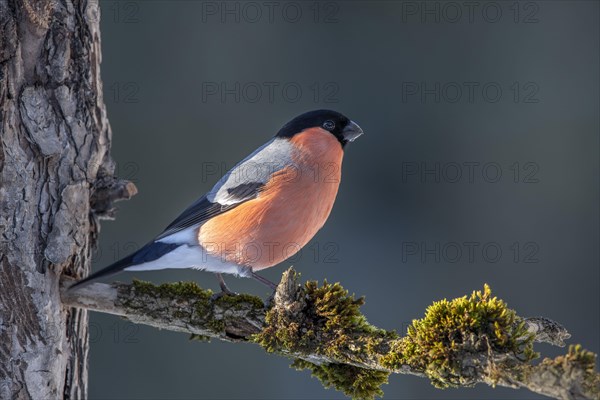 Bullfinch or eurasian bullfinch