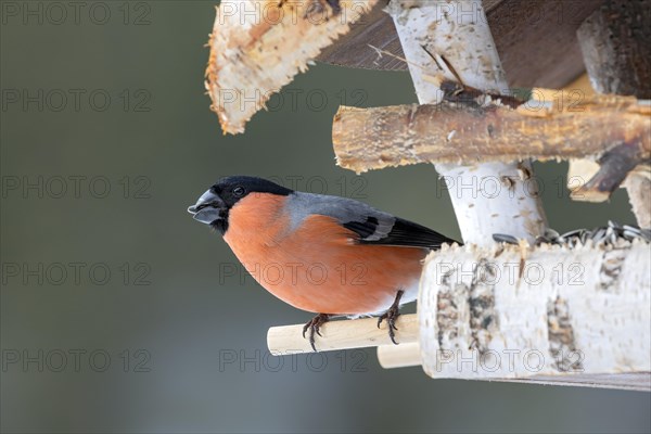 Eurasian bullfinch