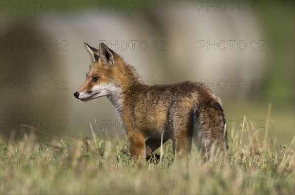 Red fox