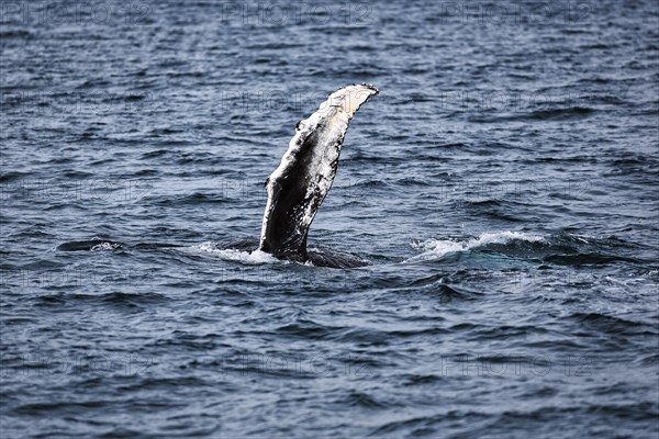 Pectoral fin of humpback whale