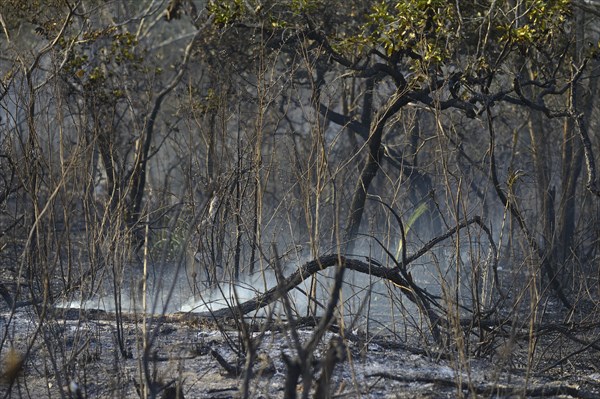 Charred vegetation after a bushfire