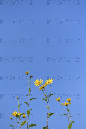 Jerusalem artichokes with blossom