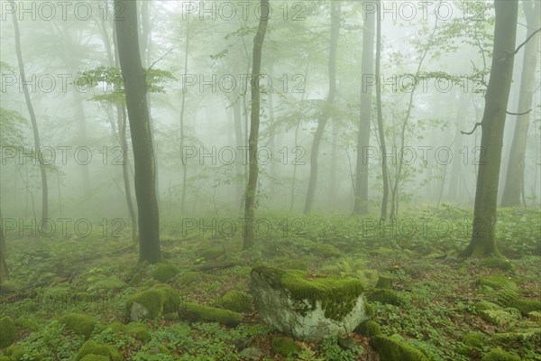 Mountain forest on a misty morning on mountain peak