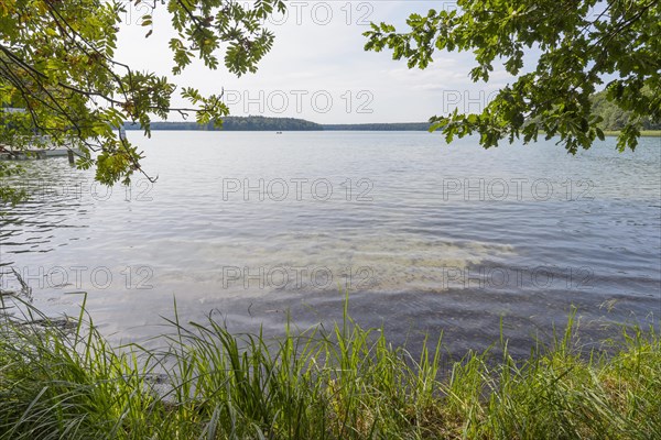 Lakeside in summer