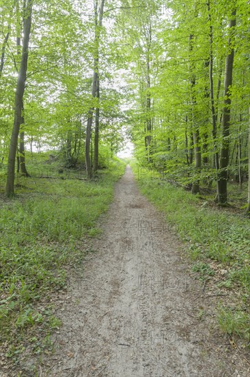 Forest path