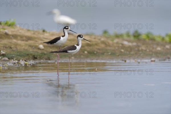 Black-winged Black-winged Stilt