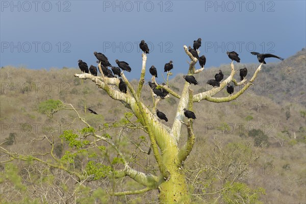 Group of corvids