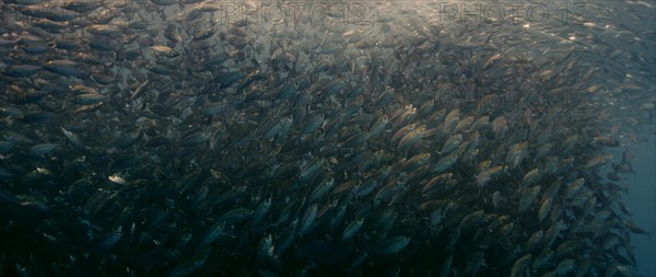 A large school of Yellowstripe Scad