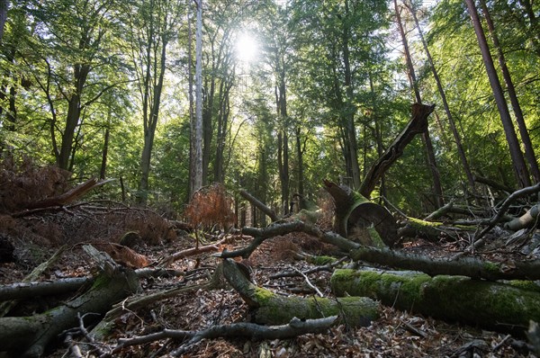 Lying deadwood in the National Park