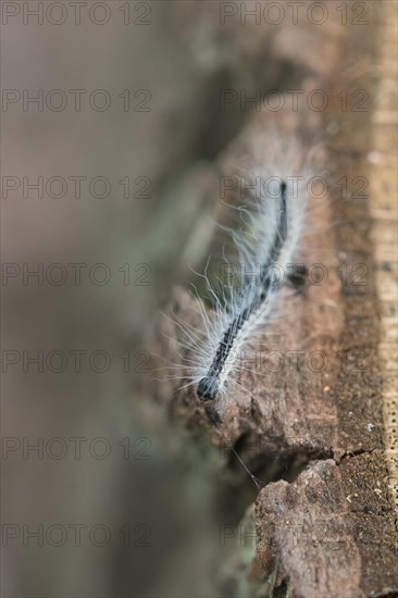 Oak processionary moth