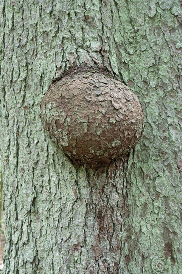 Tree canker