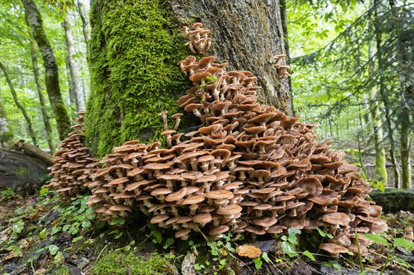 Common armillaria solidipes