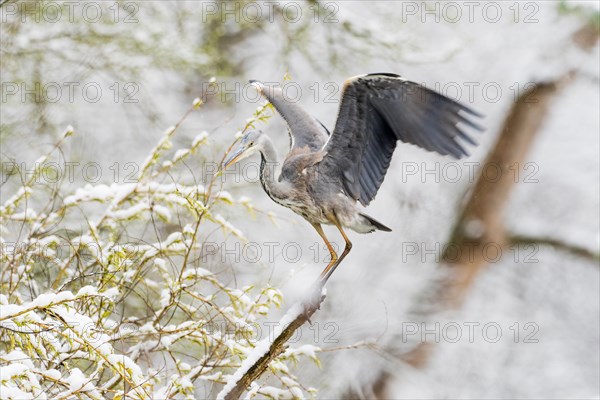 Grey heron